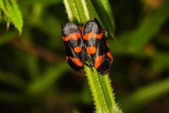 Két tajtékos kabóca, fekete és narancssárga színű mintázattal, egy növény szárán.