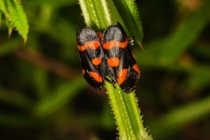 Két tajtékos kabóca, fekete és narancssárga színű mintázattal, egy növény szárán.