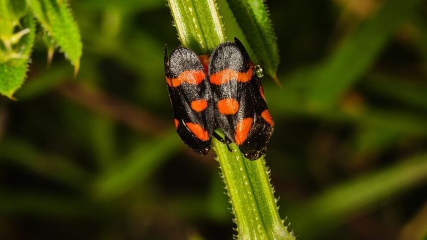 Két tajtékos kabóca, fekete és narancssárga színű mintázattal, egy növény szárán.