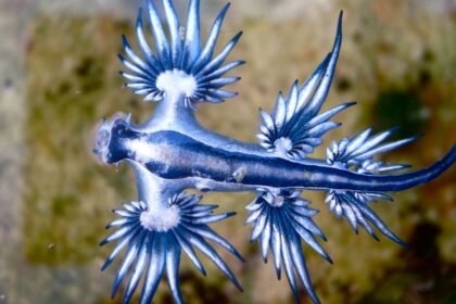 A tengeri fecske, gyönyörű kék és ezüst színben, víz alatt úszik.