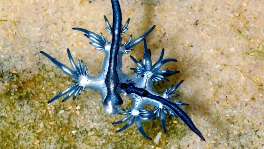Egy tengeri fecske (Glaucus atlanticus) kék színű példánya, homokos tengerfenéken.