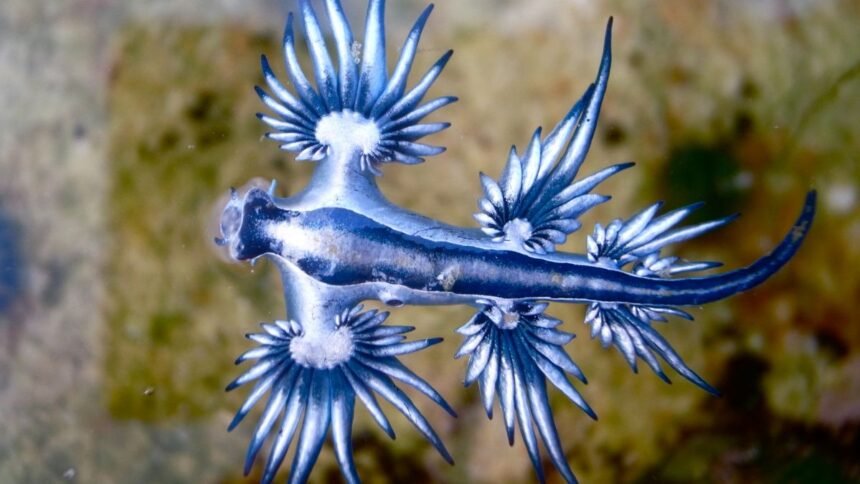 A tengeri fecske, gyönyörű kék és ezüst színben, víz alatt úszik.