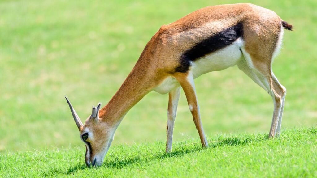 Egy Thomson-gazella fűt legelészve, zöld háttér előtt.