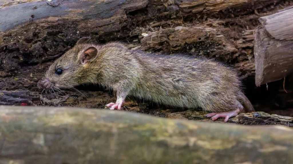 Egy vándorpatkány, természetes környezetében, fűrészporral borított területen.