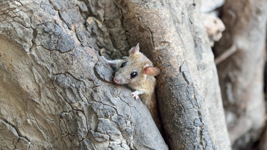 Egy vándorpatkány pihen egy fa kérgén, kíváncsian néz körül.