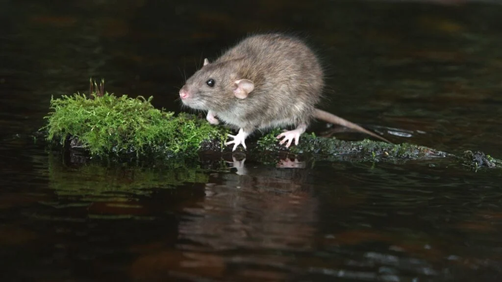 Vándorpatkány egy zöld mohával borított sziklán, víz mellett áll.