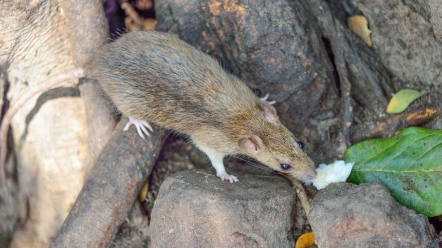 Egy vándorpatkány felfedezi a környezetét, miközben ételt keres.