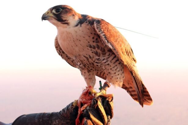 Egy vércse, amely egy kézben ül, friss zsákmány mellett.