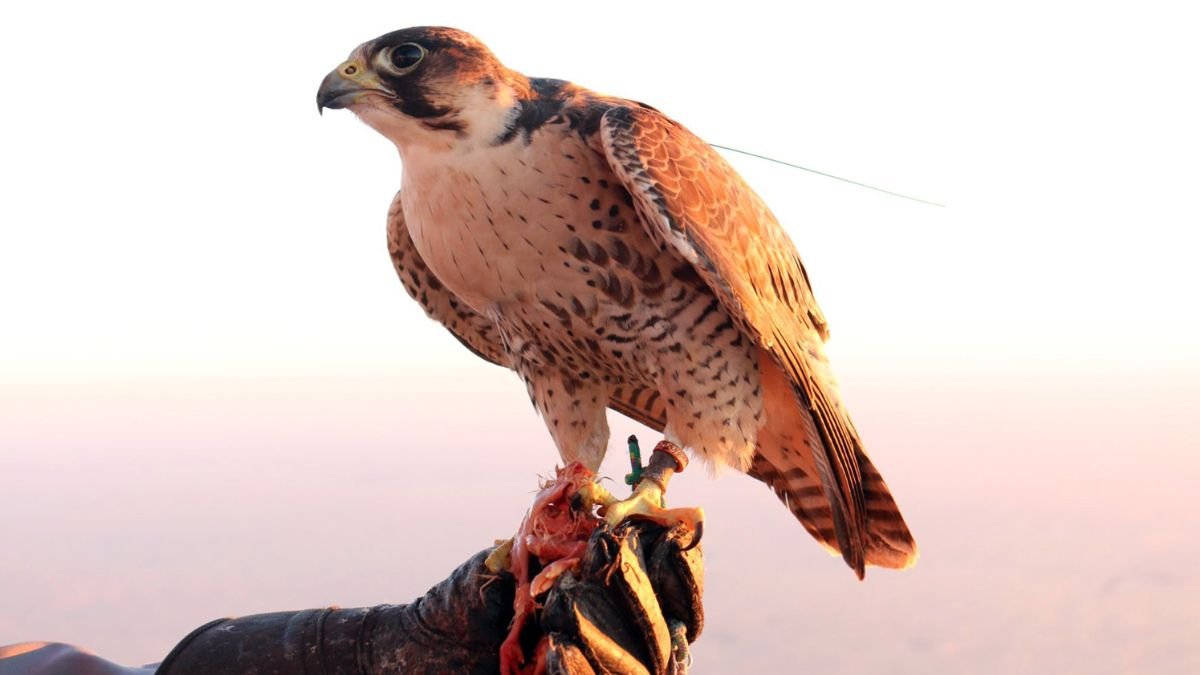 Egy vércse, amely egy kézben ül, friss zsákmány mellett.