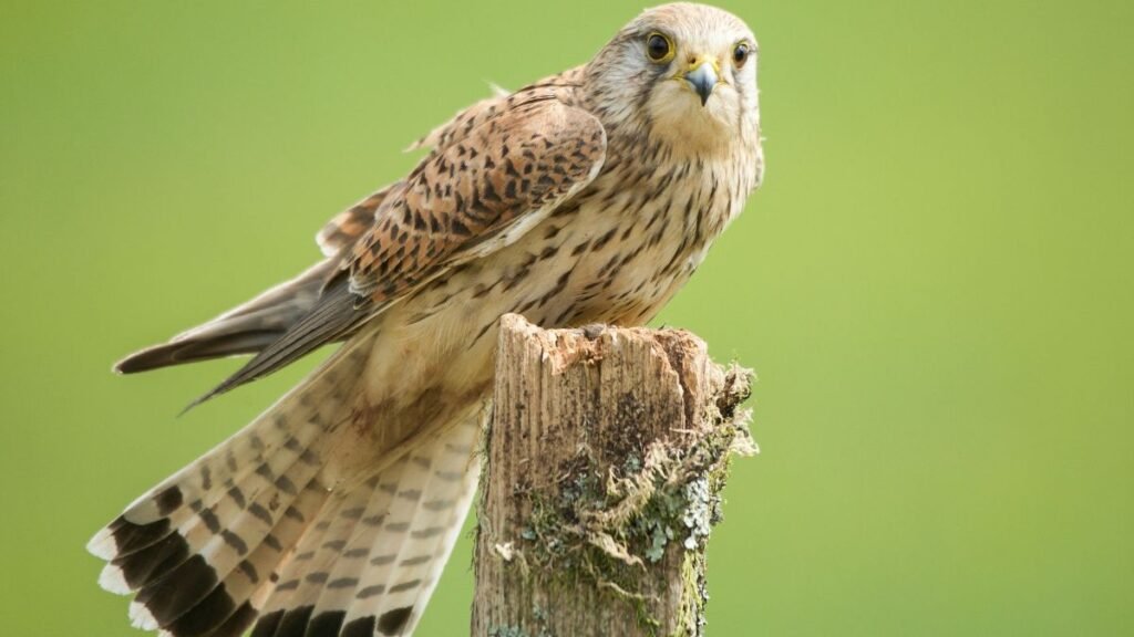 Egy vörös vércse ül egy fán, élénk zöld háttér előtt.