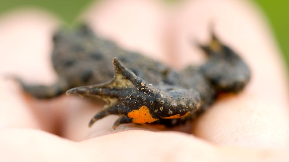 Egy vöröshasú unka, amelyet egy kézben tartanak, jól látható narancssárga foltokkal.
