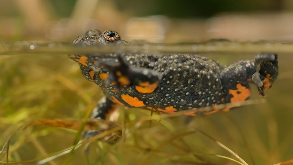 A vízben úszó vöröshasú unka, fekete és narancssárga foltokkal.