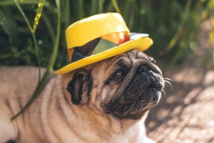 Egy pug kutya sárga kalapban fekszik a fűben, nyári napsütésben.