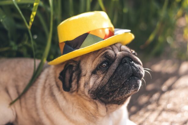 Egy pug kutya sárga kalapban fekszik a fűben, nyári napsütésben.