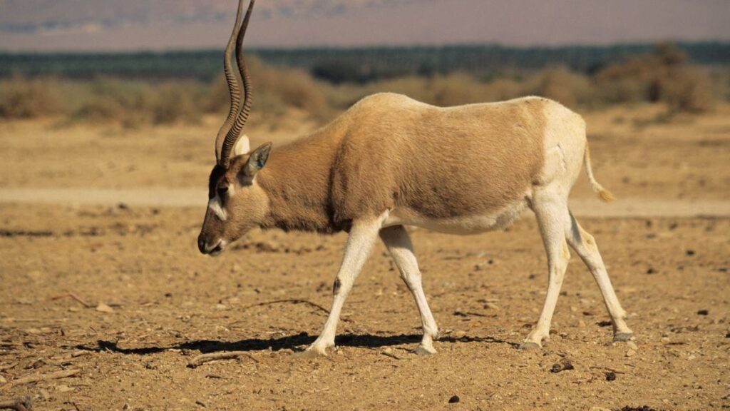 Egy addax sétál a szárazföldön, a háttérben homokos táj látható.