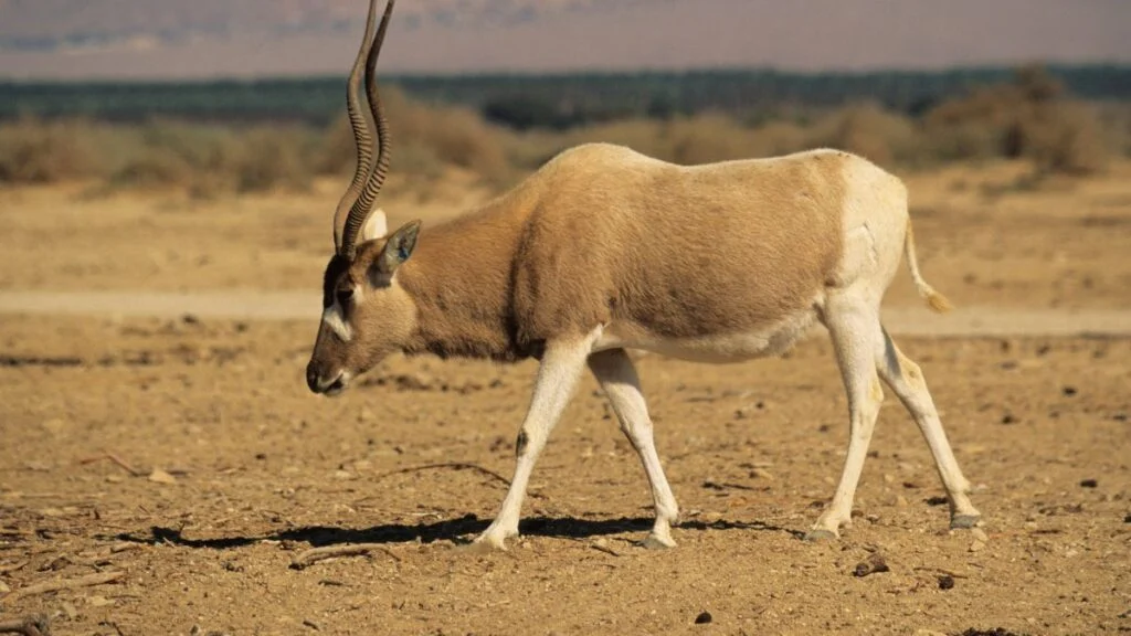 Egy addax sétál a szárazföldön, a háttérben homokos táj látható.