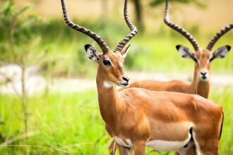 Két antilop áll egy zöld fűvel borított területen, az egyik a kamerába néz.