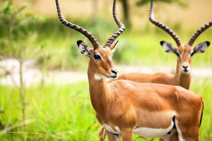 Két antilop áll egy zöld fűvel borított területen, az egyik a kamerába néz.