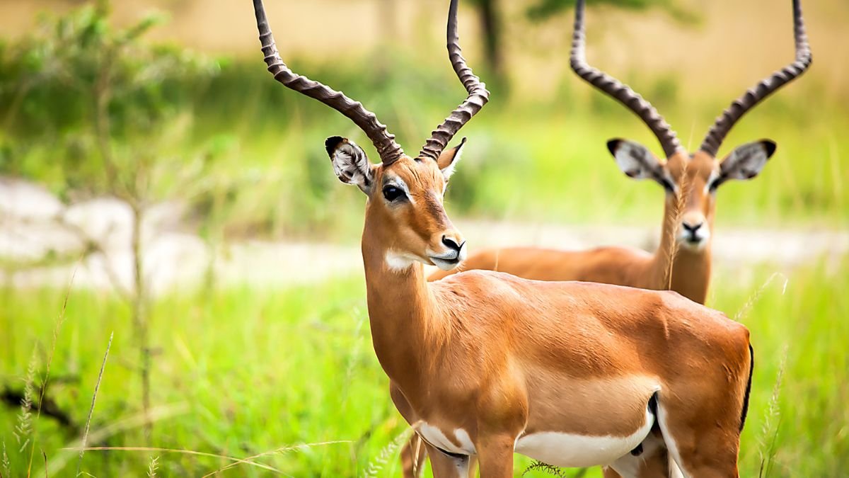 Két antilop áll egy zöld fűvel borított területen, az egyik a kamerába néz.