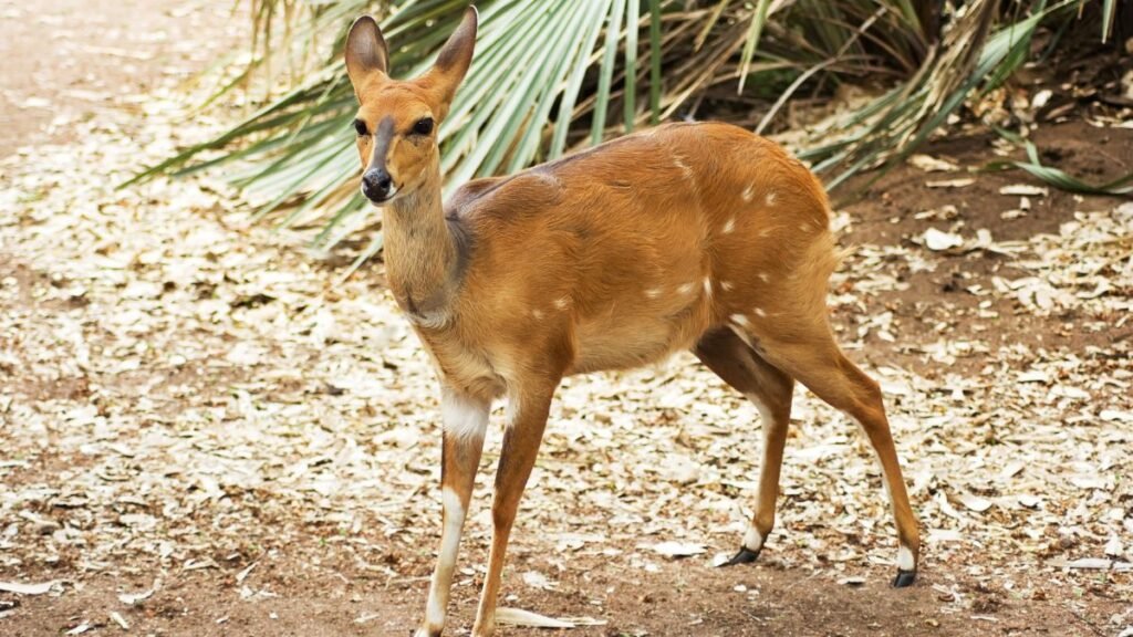 Egy bushbuck, barna bundával és fehér foltokkal, fűszerű növények között áll.
