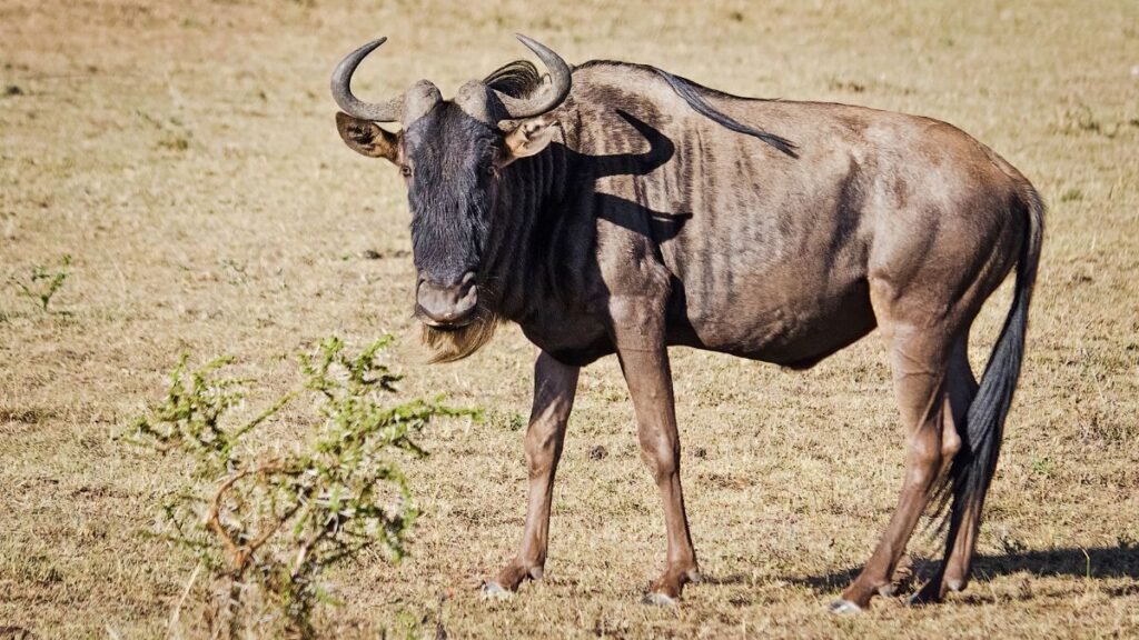 Egy csíkos gnú áll a fűben, figyelmesen néz a kamerába.