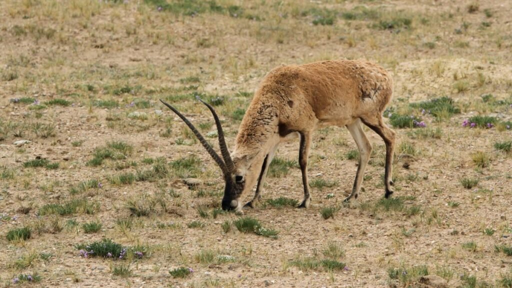 Egy csiru fűt legelészve egy száraz, virágos mezőn.