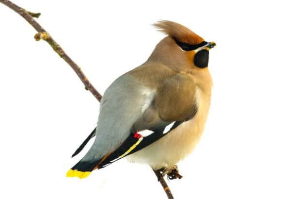 Egy csonttollú madár ül egy ágon, színes tollazattal.