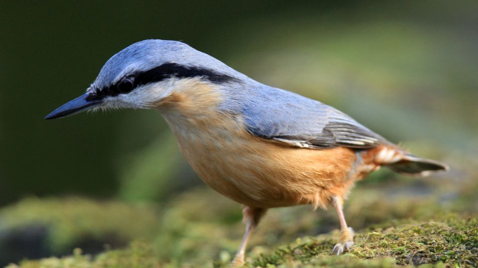 Egy csuszka (Sitta europaea) közelről, színes tollazattal, mozgásban.