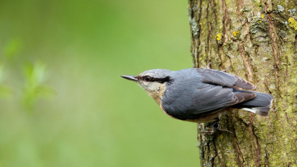 Egy csuszka (Sitta europaea) fán ülve, zöld háttér előtt.