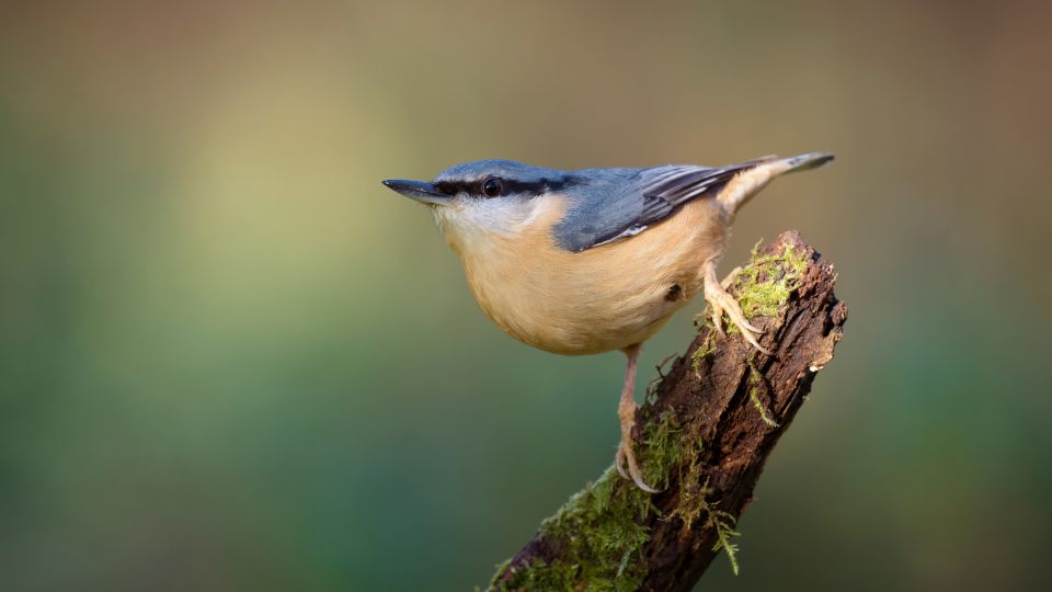Egy csuszka (Sitta europaea) áll egy mohás ágon, háttérben elmosódott zöld színek.