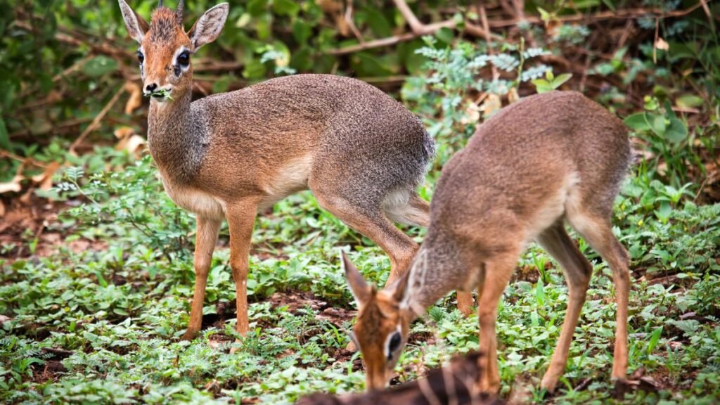 Két dik-dik, a kis antilopfaj, zöld növényzet között legelészik.