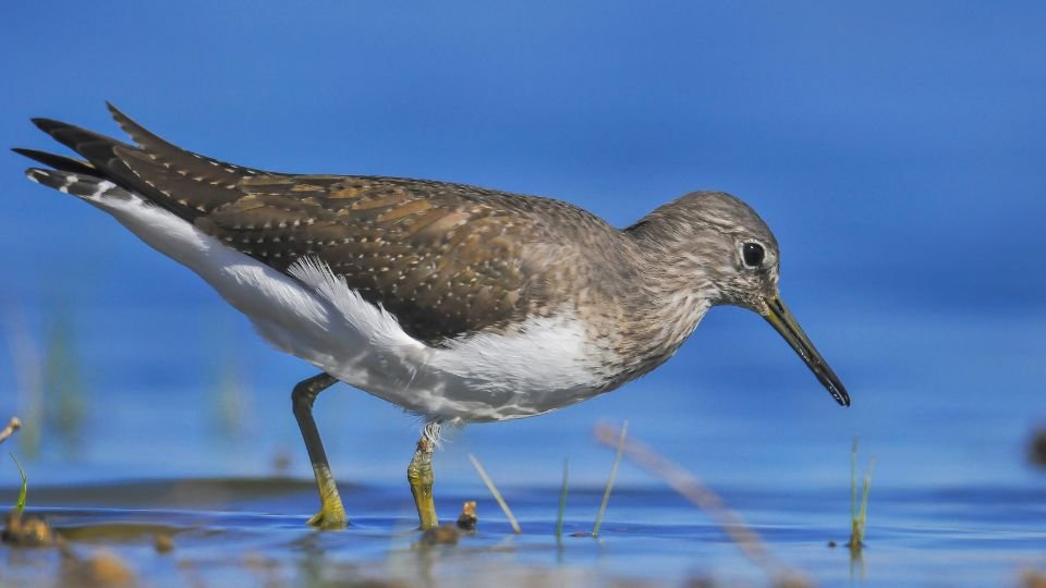 Egy erdei cankó a vízparton, lábával a vízben, figyelmesen néz körül.