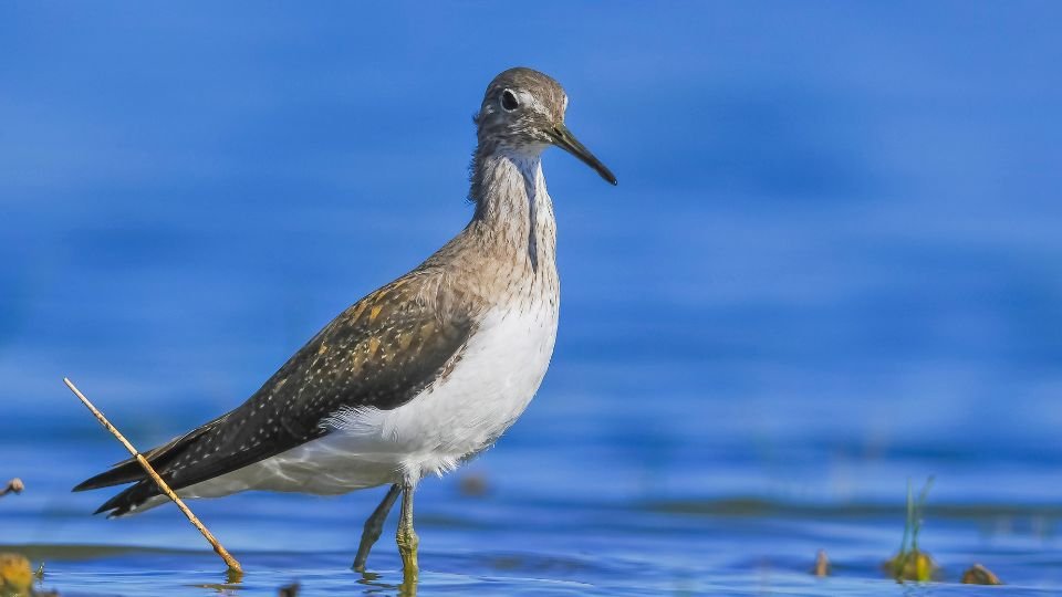 Egy erdei cankó áll a vízparton, a háttérben kék víz látható.