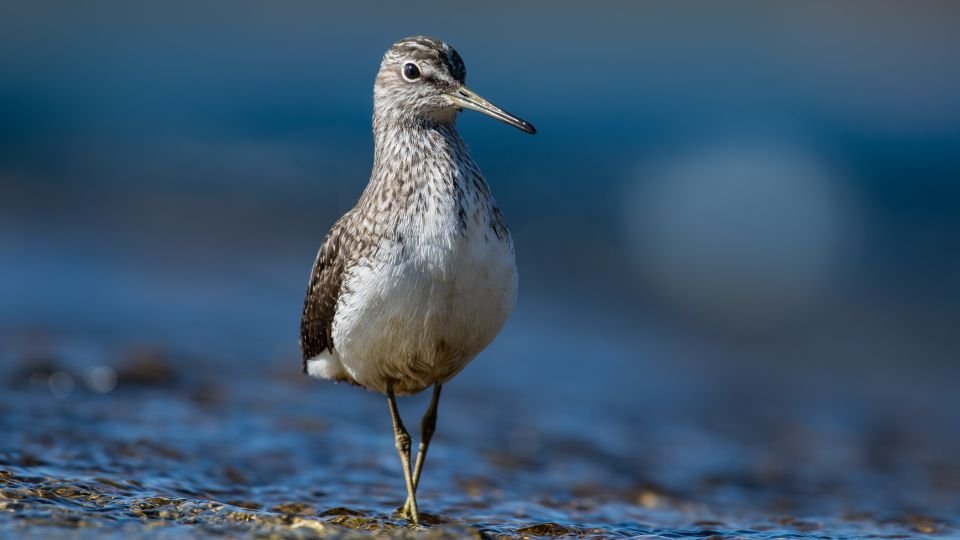 Egy erdei cankó áll a vízparton, tollazata szürkésbarna és fehér.
