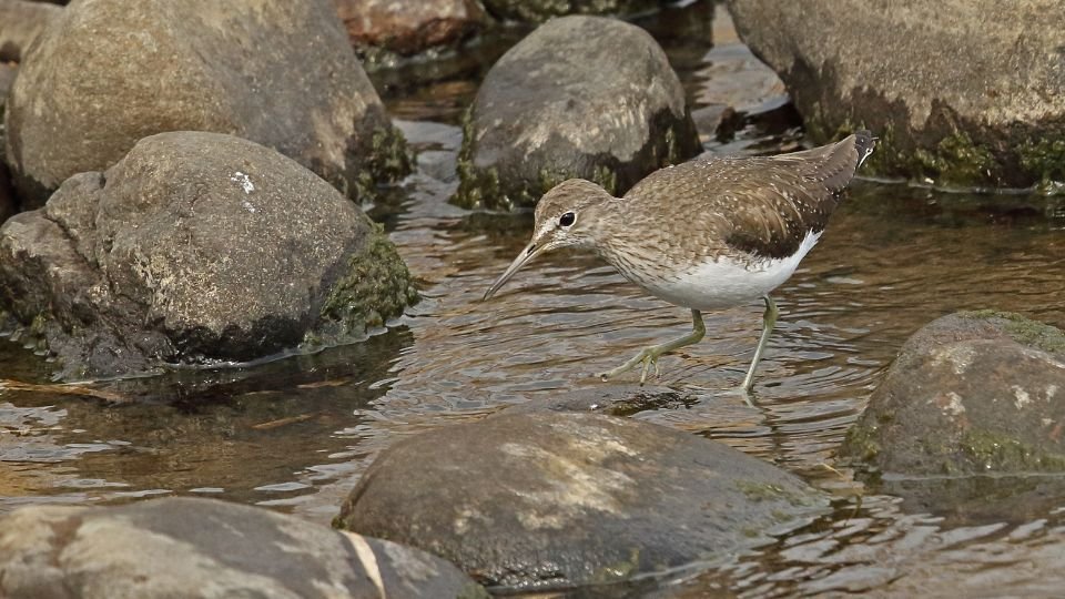 Egy erdei cankó (Tringa ochropus) lépked egy kövekkel teli vízparton.