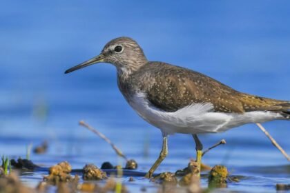 Egy erdei cankó a vízparton áll, tollazata barna és fehér, a háttérben kék víz látható.