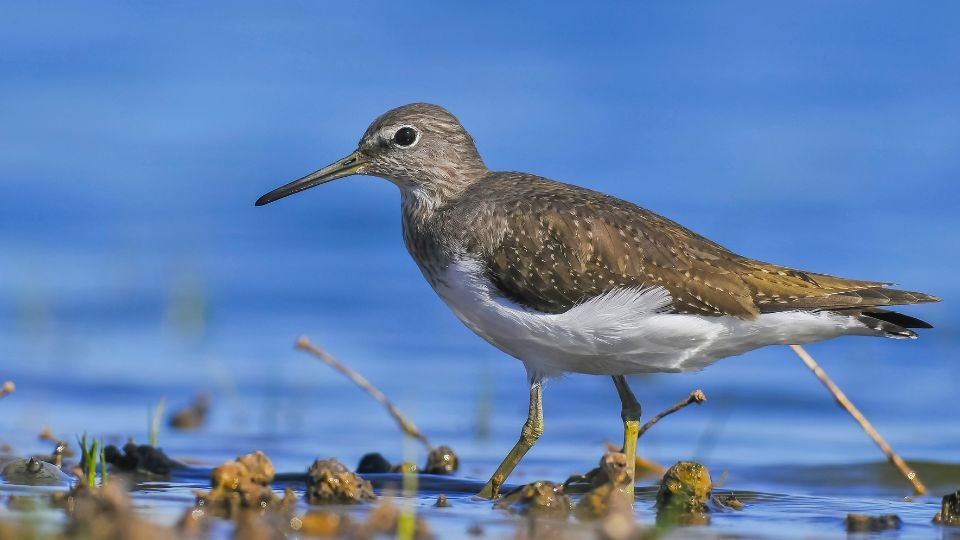 Egy erdei cankó a vízparton áll, tollazata barna és fehér, a háttérben kék víz látható.
