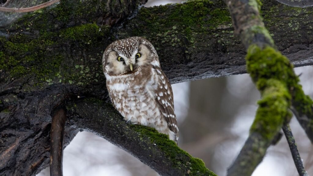 Egy gatyáskuvik ül egy mohás ágon, figyelmesen néz körül.