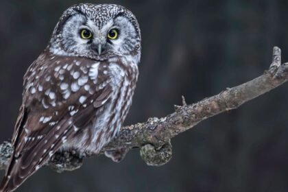 Egy gatyáskuvik ül egy ágon, figyelmesen néz a kamerába, szép mintázatú tollakkal.