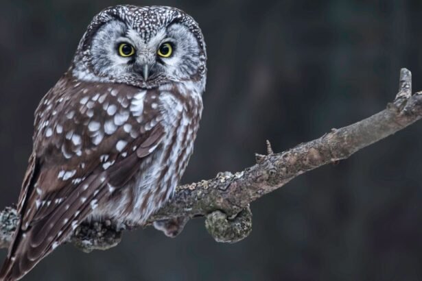 Egy gatyáskuvik ül egy ágon, figyelmesen néz a kamerába, szép mintázatú tollakkal.