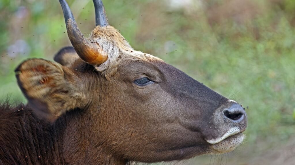 Egy gaur, a hatalmas ázsiai bivalyfaj, a természetben pihen.