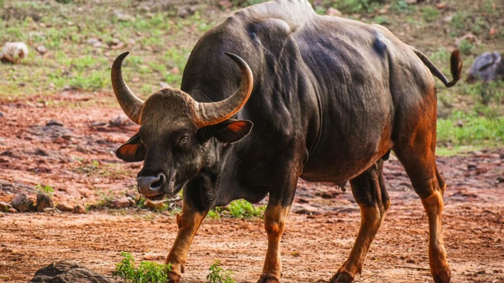 Egy gaur, a hatalmas és impozáns vadbika, a természetben sétálva.