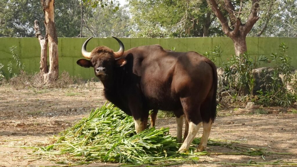 Egy gaur áll egy zöld fűcsomón, háttérben fák és egy zöld fal látható.