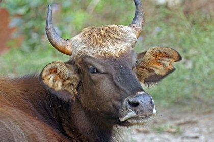 Egy gaur, a vadon élő bika, pihen egy zöld környezetben, figyelmesen néz.