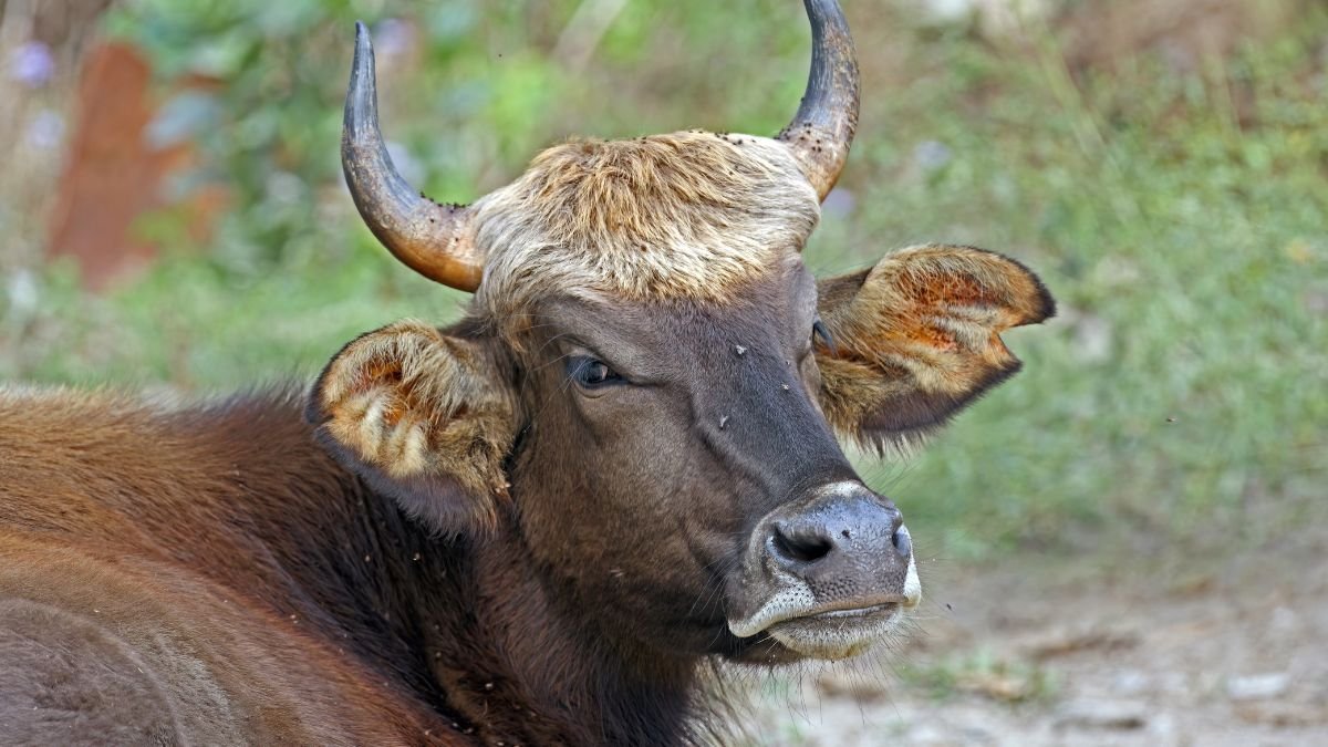 Egy gaur, a vadon élő bika, pihen egy zöld környezetben, figyelmesen néz.