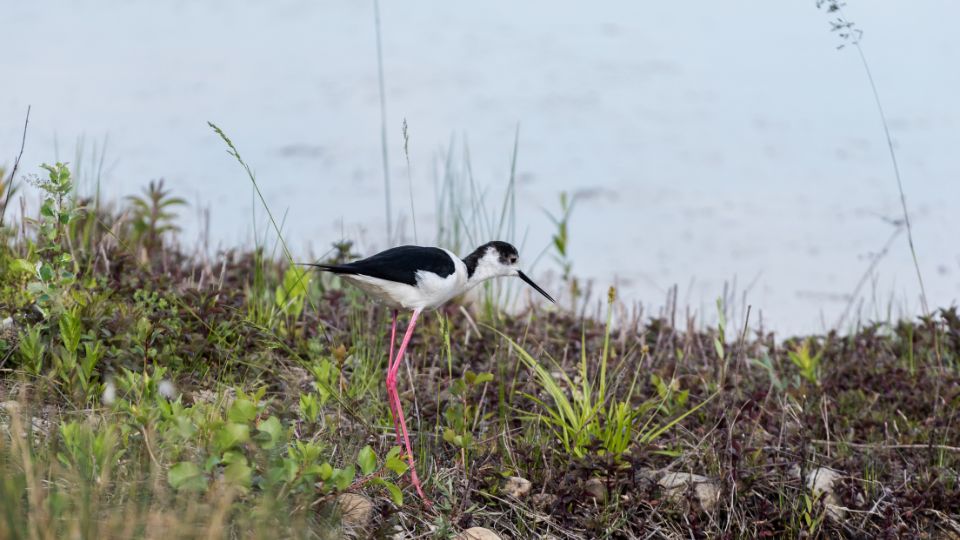 golyatocs Himantopus himantopus 1