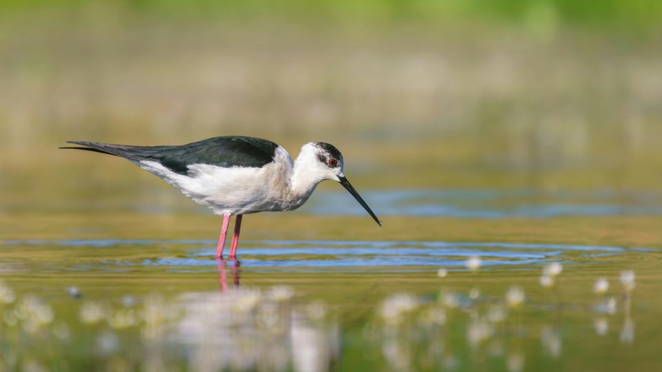 golyatocs Himantopus himantopus 2
