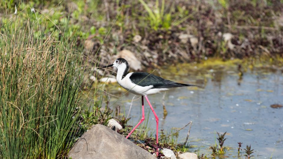 golyatocs Himantopus himantopus 3