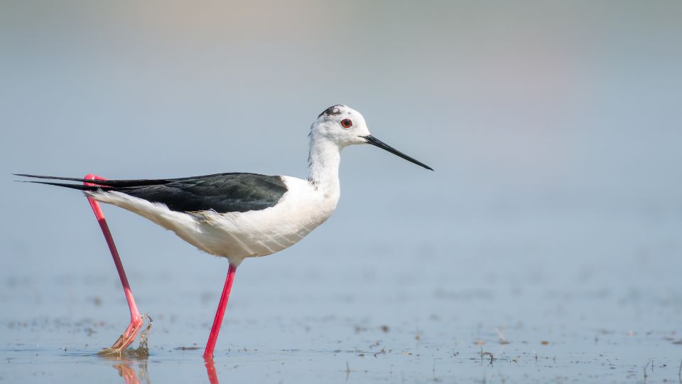 golyatocs Himantopus himantopus 4