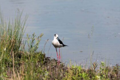 golyatocs Himantopus himantopus